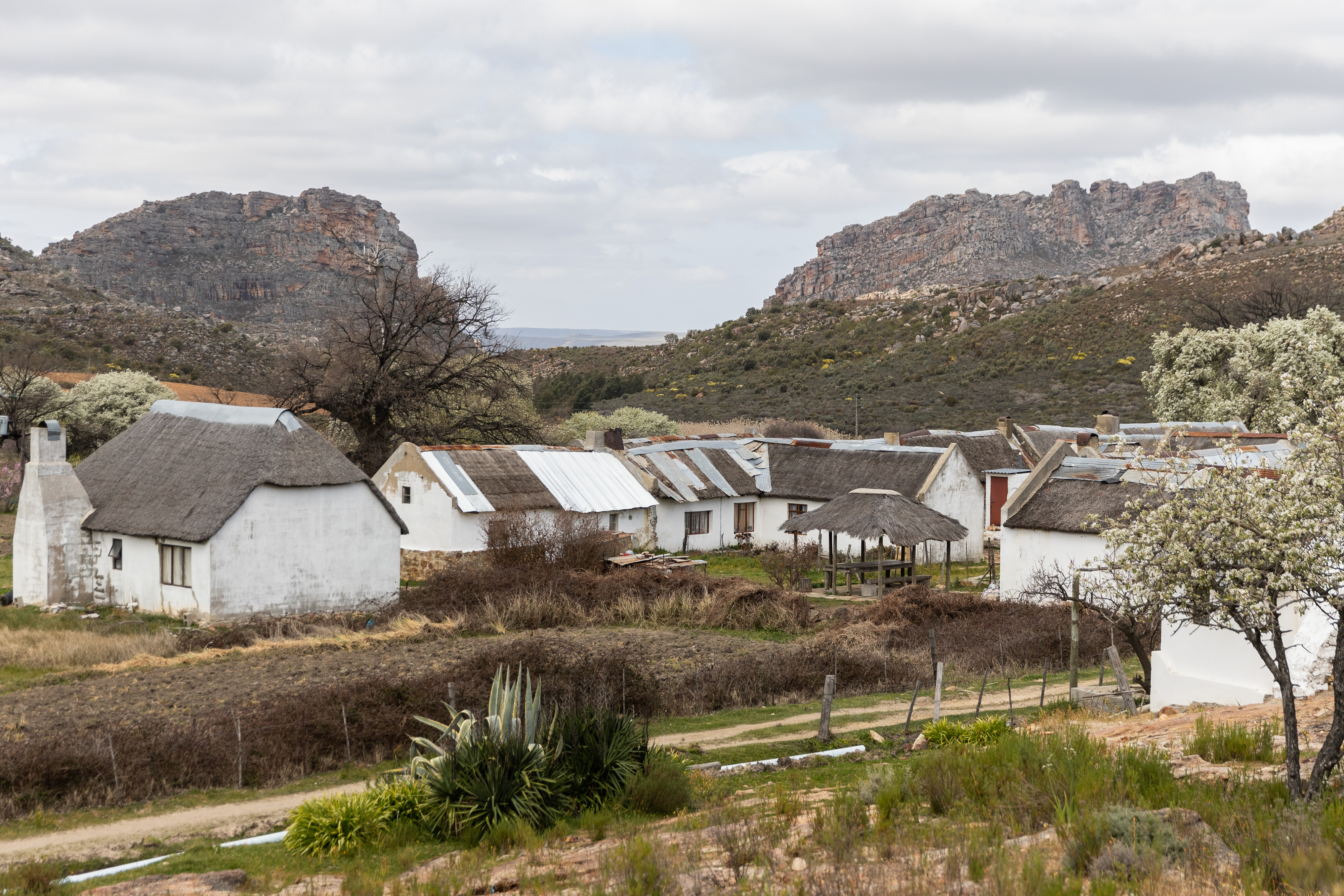 Donkey carts stand idle as tourism dies in Cederberg village